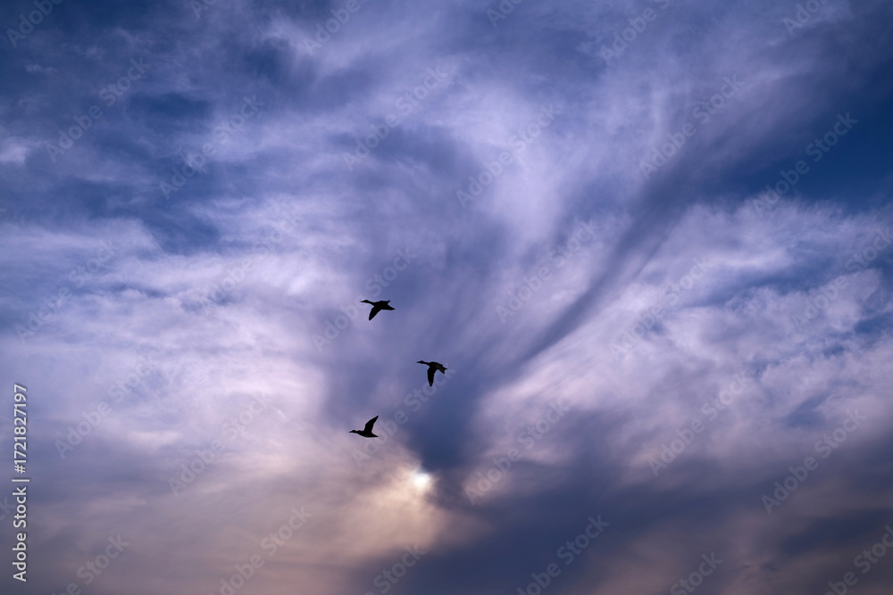 Fototapeta premium Birds Flying Under Cloudy Sky in Natural Landscape