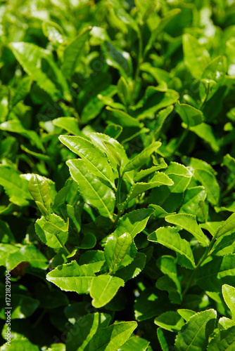 Wallpaper Mural Abundant Fresh Green Tea Harvest in Natural Verdant Setting Torontodigital.ca