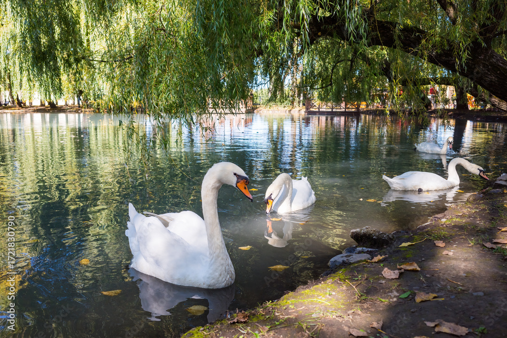Obraz premium Three majestic swans gracefully glide across a pond, their reflections mirrored in the shimmering water, creating a peaceful moment.