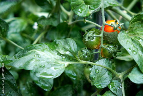 Tableau sur toile Unripe Tomatoes On Green Leaf Background Agriculture
