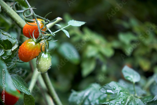 Photos Garden Ripe Tomatoes On Vine Vegetable Close-Up