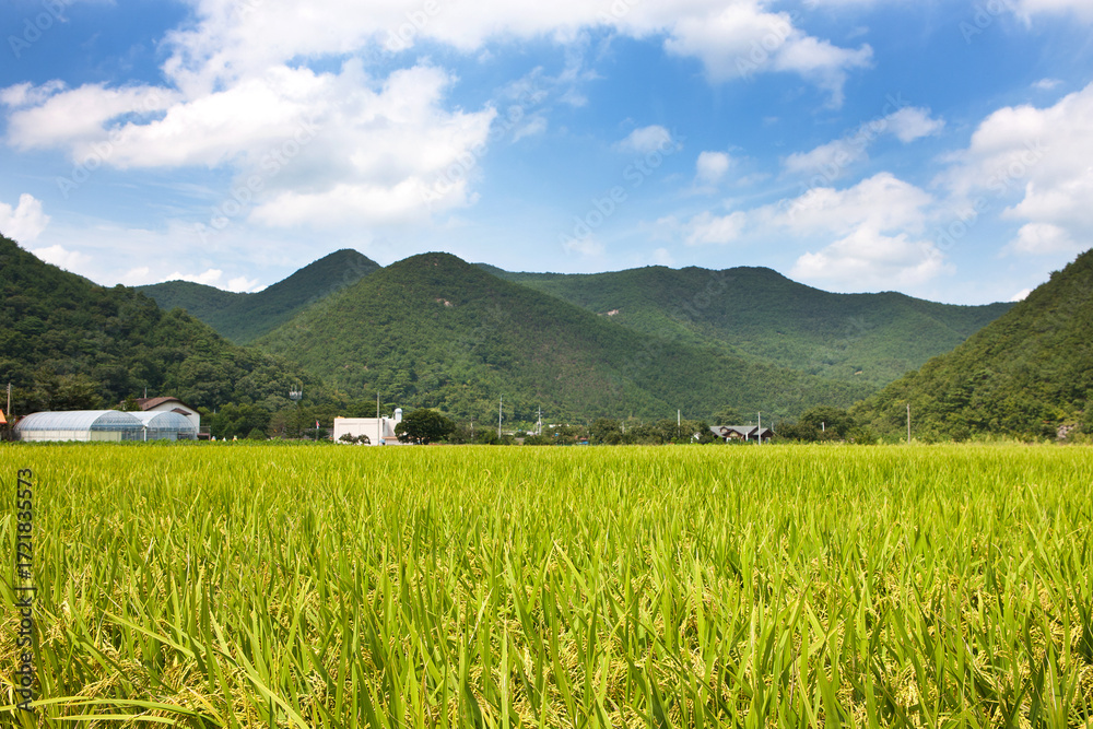 Fototapeta premium Rice Paddy Farmland Life In Traditional Agricultural Setting