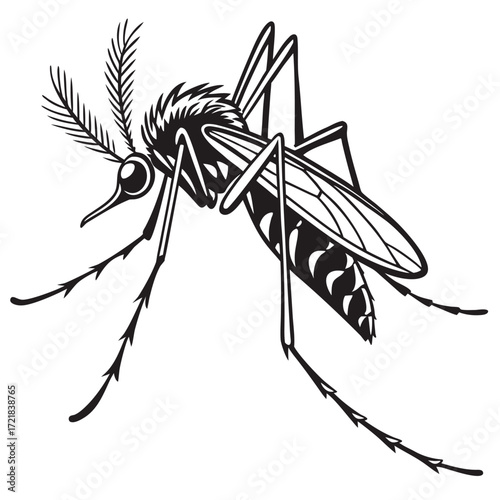 Vector illustration of a black silhouette spider on a white background, a closeup of a pest insect