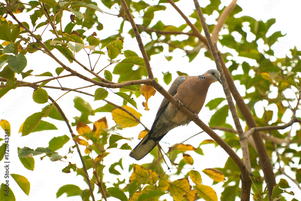 Fototapeta premium bird on a branch