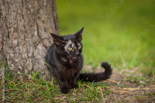 A black cute kitten is yawning and sitting in front of the cement wall.
