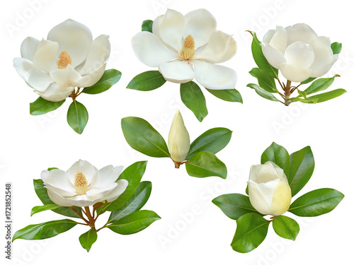 Fototapeta Naklejka Na Ścianę i Meble -  White magnolia flowers and buds with glossy green leaves set isolated transparent png