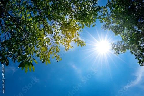 Bask in the warm sunlight filtering through lush green leaves against a clear blue summer sky, perfect for nature lovers and outdoor enthusiasts