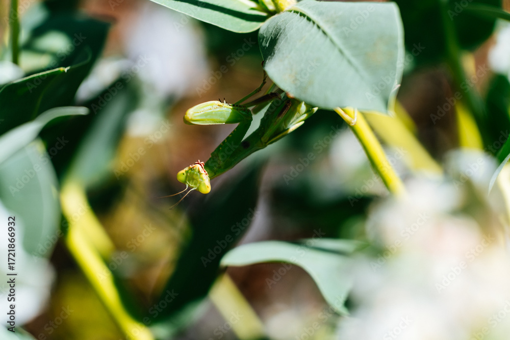 Obraz premium Praying mantis peeking from behind green leaf