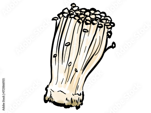 エノキタケのイラスト （筆タッチ・秋の味覚） きのこ / Enoki mushrooms, hand-drawn, watercolor brush style