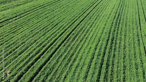 Drone tour of a peanut farm 7