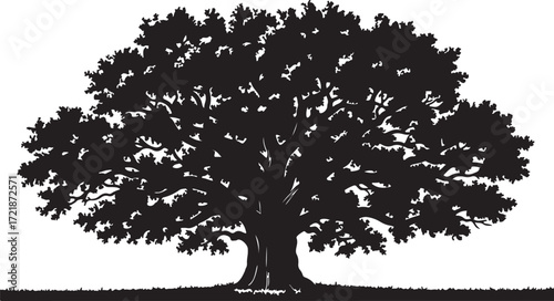 Silhouette of a large, mature oak tree with a full canopy of leaves on a white background