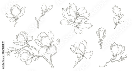 Magnolia flower hand drawn botanical line art set. Sketches of floral elements, branches, and leaves. Vector illustration for tattoo, wedding invitation, wallpaper art, save the date card, logo