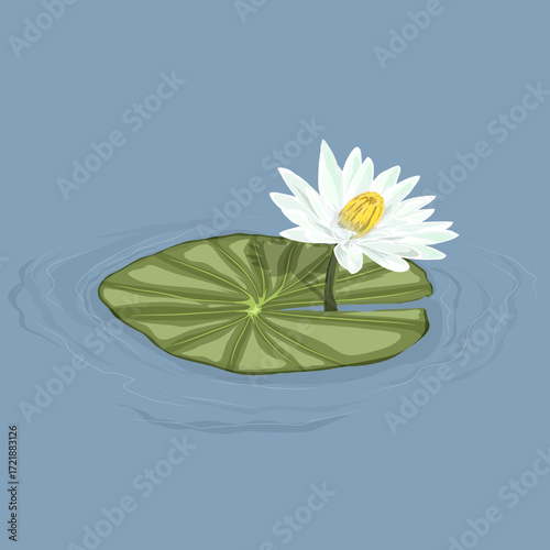 blooming lotus with leaves on the surface of the water