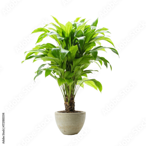 Lush Green Houseplant in a Light Clay Pot - Transparent PNG
This is a clean, studio shot of a healthy and lush green houseplant. The plant has a full cluster of vibrant, broad green leaves and is plan