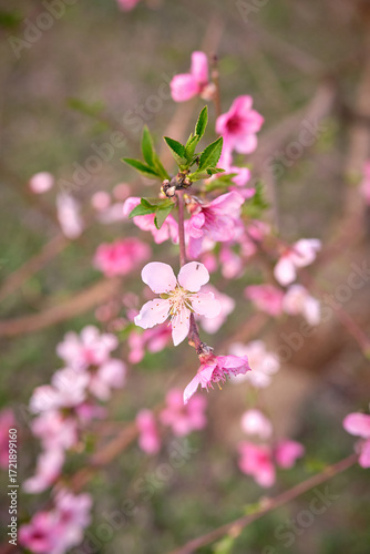 Pink peach blossoms on tree close up