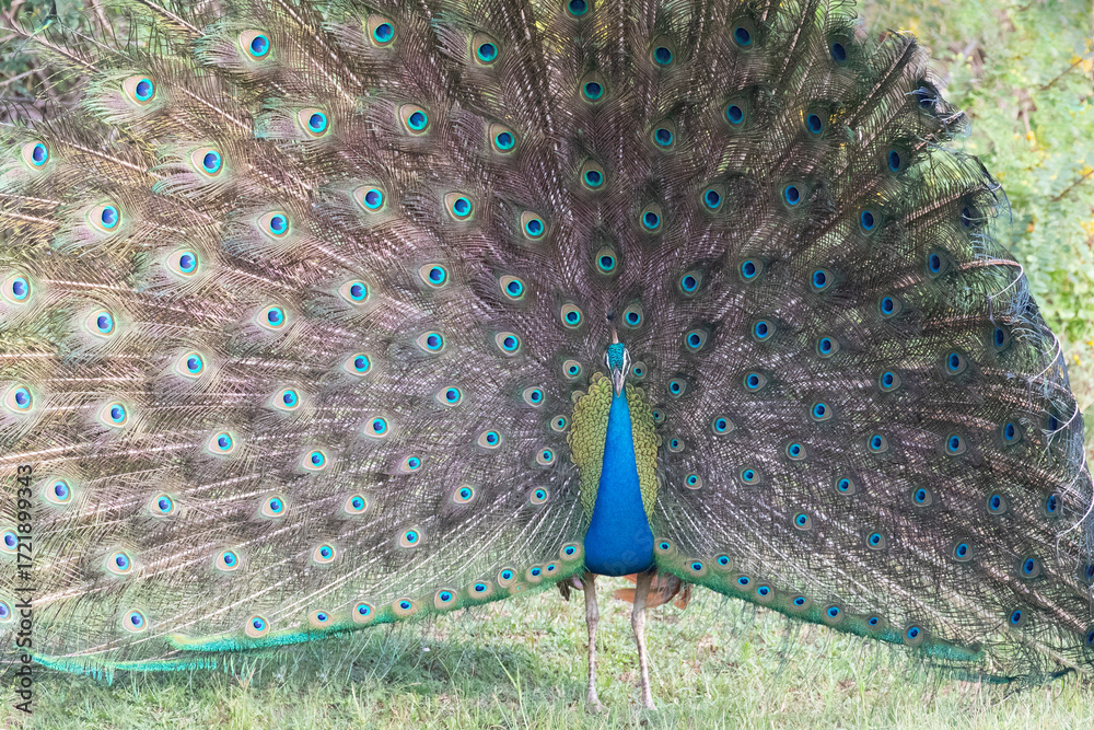 Obraz premium A peacock shows its spectacular plumage in the jungles of Yala.