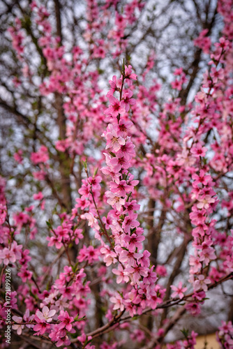 Wallpaper Mural Pink peach blossoms on tree close up Torontodigital.ca