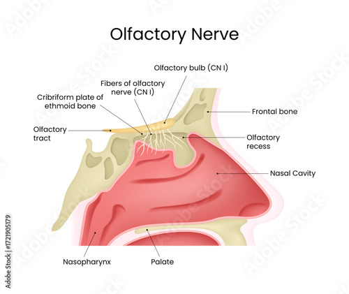 Anatomy of Olfactory Nerve in the Human Nose