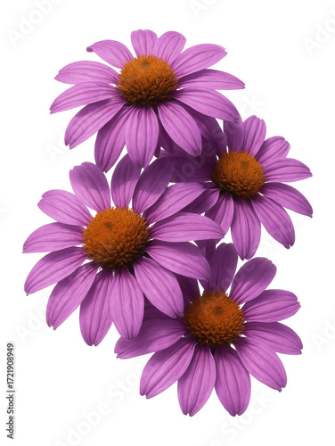 Isolated purple coneflower flowers.