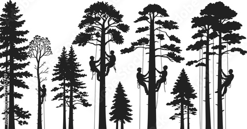 Arborist climbing tall pine tree, tree worker silhouette, forest maintenance, rope access, outdoor job, tree care professional, nature conservation, safety gear, forestry work