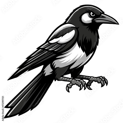 Stylized black and white magpie bird illustration with detailed feathers.
