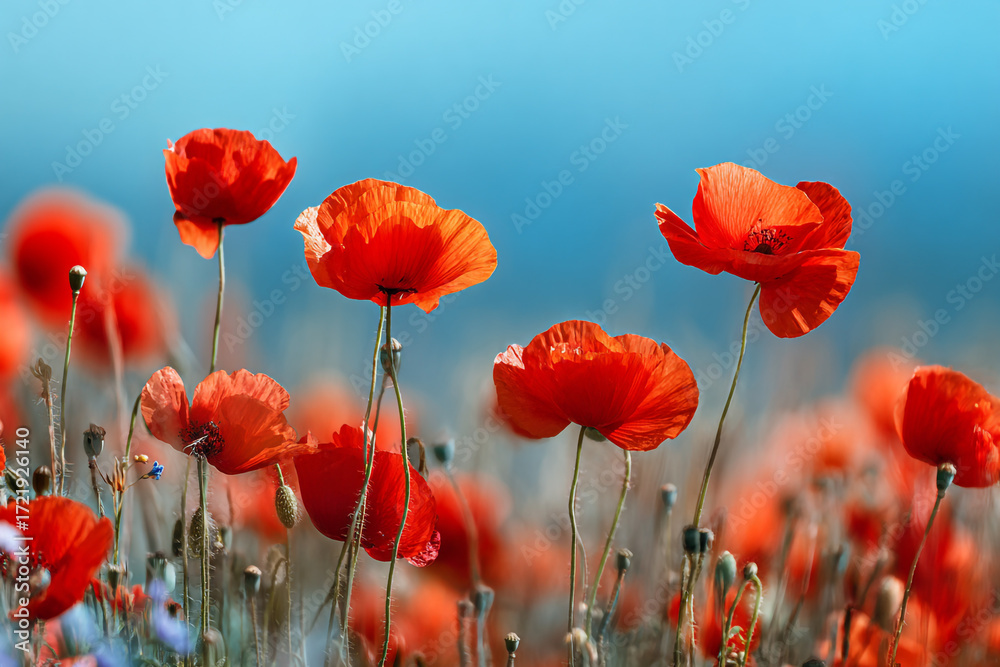 Obraz premium Vibrant red poppies bloom in a sunny field against a bright blue sky a summer scene of wildflowers