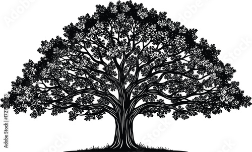 canopy, vector tree, root base, symmetrical tree, mature tree, tree illustration, n, tree design, tree clipart, tree graphic, tree element, tree drawing, tree outline