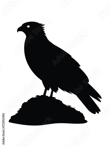 Silhouette of a majestic bird of prey perched on a rock