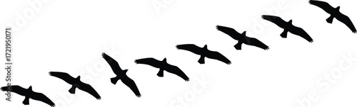 Bird flight silhouette, wing motion sequence, avian movement study, dynamic pose, black shape, nature rhythm, animation reference, aerial motion art