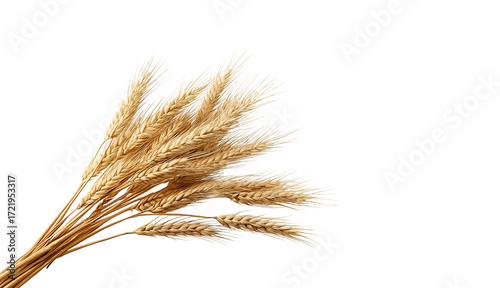 Golden wheat ears arranged on a white background, symbolizing harvest and agriculture. The dry grain stalks are captured in high resolution with natural lighting, ideal for use in food, farming, organ