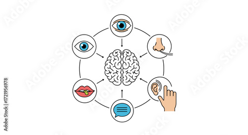 Understanding the five senses and how they connect to the human brain and consciousness.