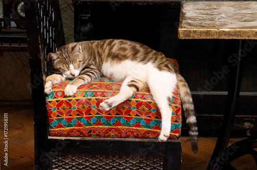 The cat resting in Cairo's Khan Al-Khalili market