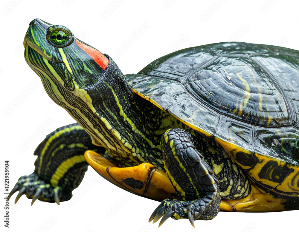 Obraz premium Close-Up Portrait of Red Eared Slider Turtle Isolated on Black