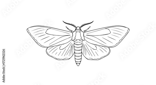 Outline of the Moth Insect on a Transparent Background