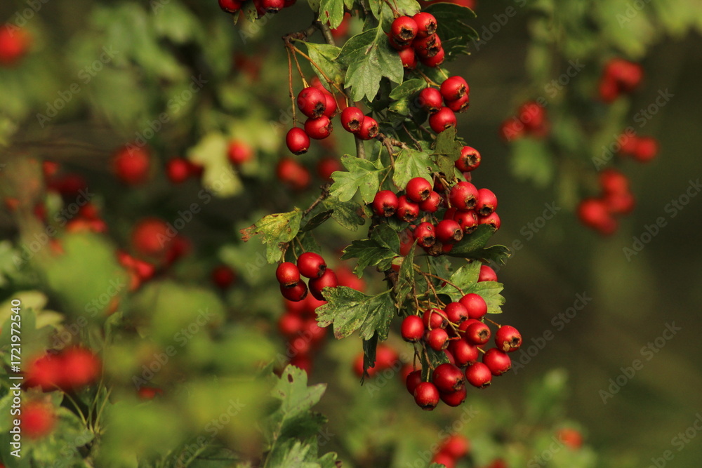 Obraz premium Bright red ripe hawthorn berries on a branch of a hawthorn tree against a green background. A detailed macro shot capturing the vibrant red hawthorn berries in their autumn splendor. ripe berries
