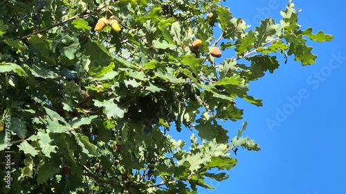 Acorn on an oak tree in autumn
