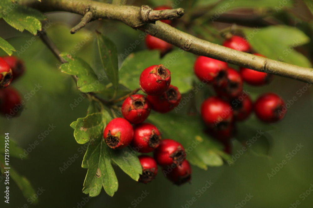 Fototapeta premium Bright red ripe hawthorn berries on a branch of a hawthorn tree against a green background. A detailed macro shot capturing the vibrant red hawthorn berries in their autumn splendor. ripe berries