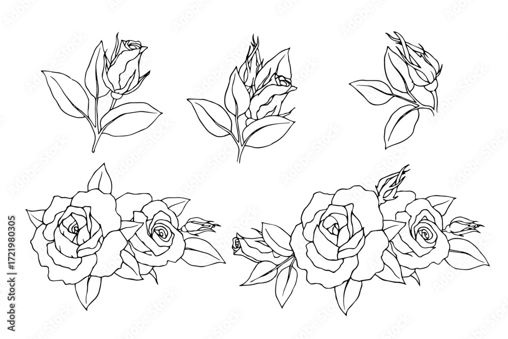 Fototapeta premium A set of botanical sketches, flower outlines, rosebuds. Vector graphics.