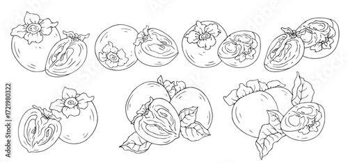Collection of line sketches of persimmons and fruit slices. Vector graphics.