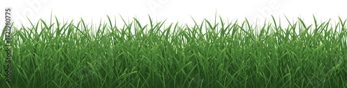 Grass Border And Isolated White Background