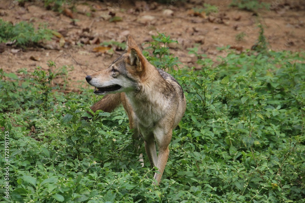 Fototapeta premium Indian Grey Wolf