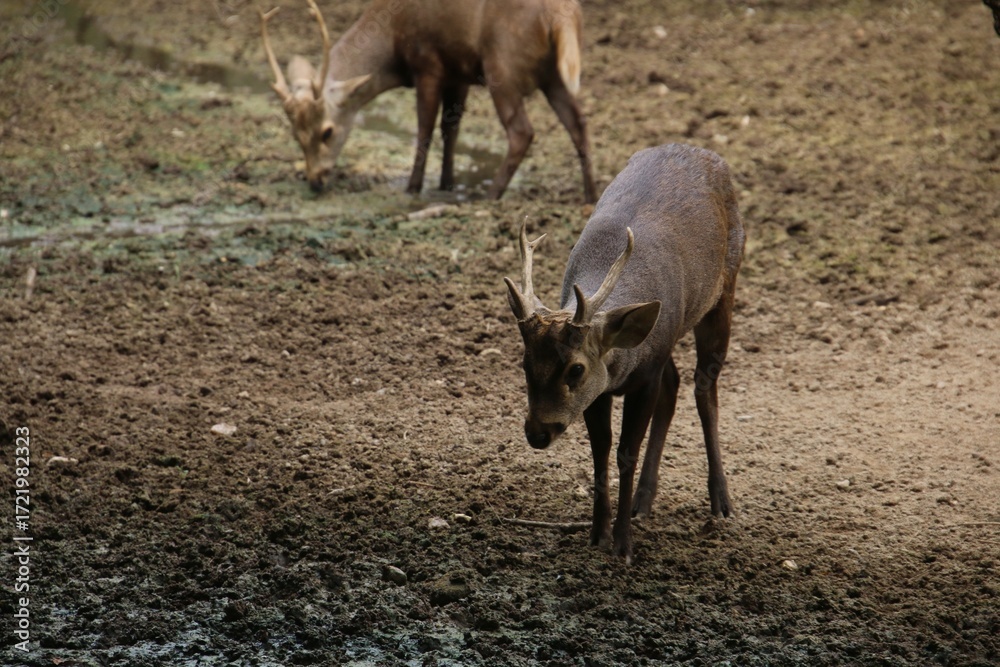 Fototapeta premium Deer in the woods