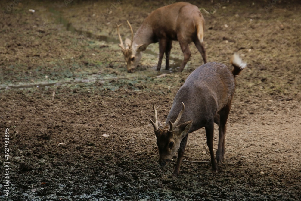 Fototapeta premium Deer in the woods