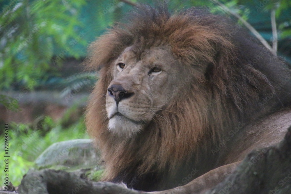 Naklejka premium Lion in a zoo