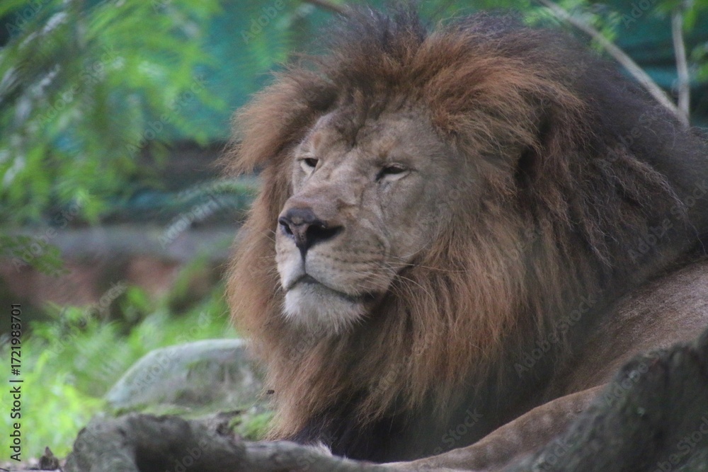 Naklejka premium Lion in a zoo