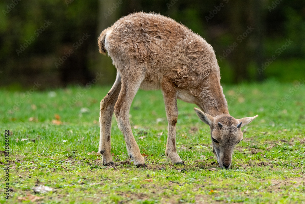 Fototapeta premium Young mouflon lamb grazing fresh green grass