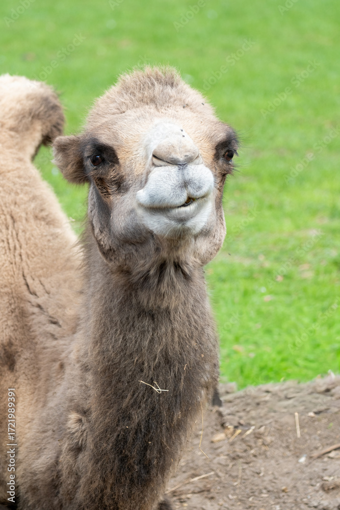 Obraz premium Bactrian camel portrait looking at camera smiling