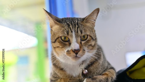 Curious Cat Portrait: A captivating tabby cat gazes directly into the camera, its expressive eyes and patterned fur drawing the viewer into a moment of feline charm.