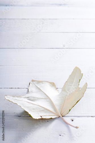 autumn aspen leaf backside on white wood table background