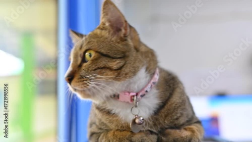 Elegant Cat in Contemplation: A serene feline with striking eyes, adorned with a delicate collar, gazes thoughtfully into the distance, embodying grace and contemplation. 